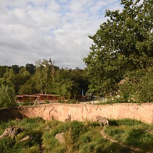Striped hyena enclosure
