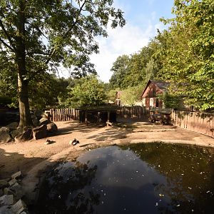 Pygmy hippo enclosure