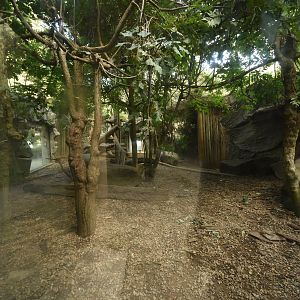 Snow leopard enclosure