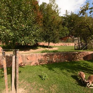 Red kangaroo and Dusky pademelon enclosure