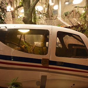 Plumed basilisk terrarium