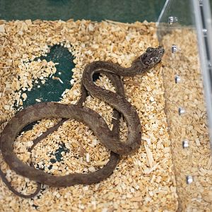 Bird Snake- Phrynonax poecilonotus