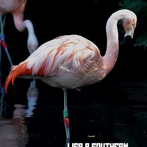 Chilean Flamingo
