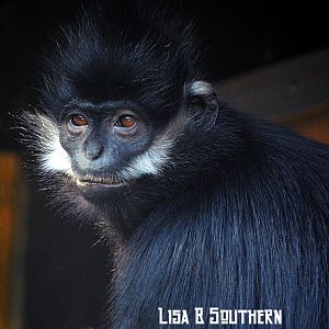 Francois' Langur