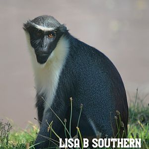 Diana Monkey