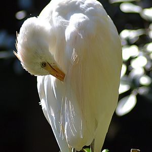 Cattle Egret