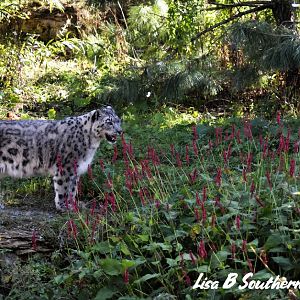 Snow Leopard