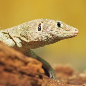 Jayakar's lizard (Omanosaura jayakari)