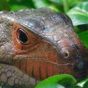 Caiman Lizard
