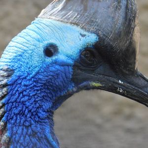 Doubled Wattled Cassowary
