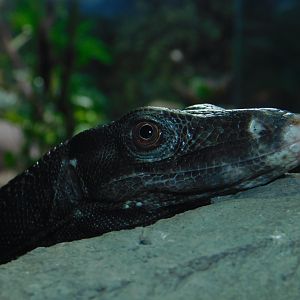 Philippine Water Monitor