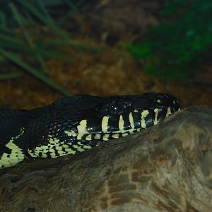 Boelen’s Python