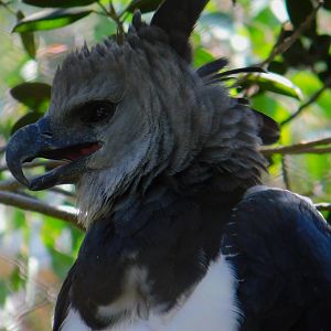 Harpy Eagle