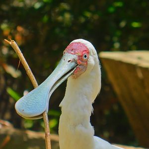 African Spoonbill