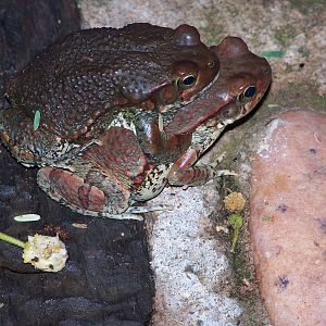 African Red Toad
