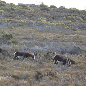 Bontebok