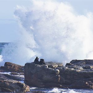 Cape Fur Seals