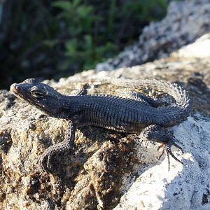 Girdled Lizard