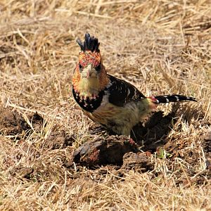Crested Barbet