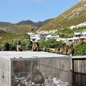 Chacma baboons in a garbage dump