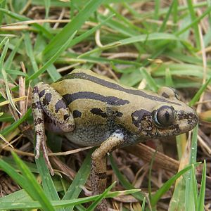 Senegal Running Frog