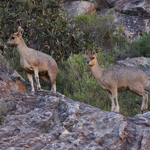 Klipspringer