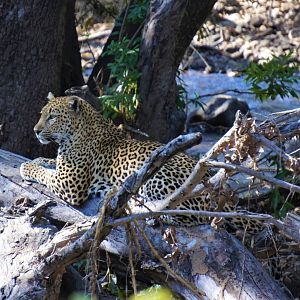 African Leopard