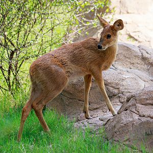 Chinese water deer