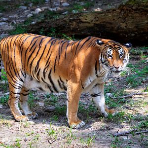 Bengal tiger