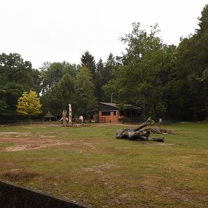 Bactrian camel paddock