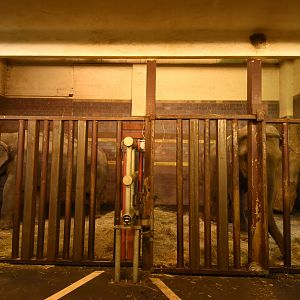 Elephant house - stables