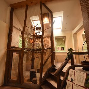 Tapir house - Emperor bearded tamarin indoors