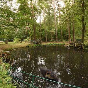 Baird's tapir outdoor enclosure