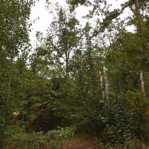 Capuchin monkey enclosure