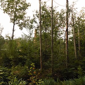 Capuchin monkey enclosure