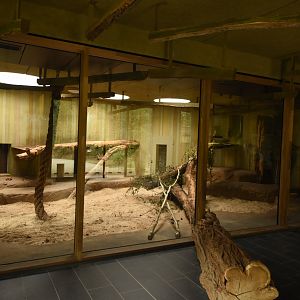 Cat house - Tiger indoors