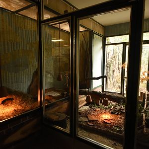 Cat house - Lowland paca enclosure