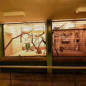 Cat house - Capuchin indoors