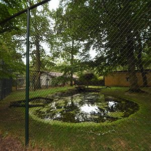Saddle-billed stork aviary