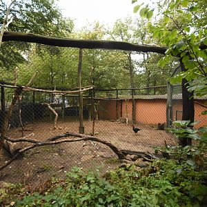 Ground hornbill aviary