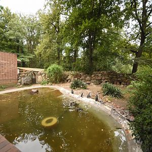 Humboldt's penguin enclosure