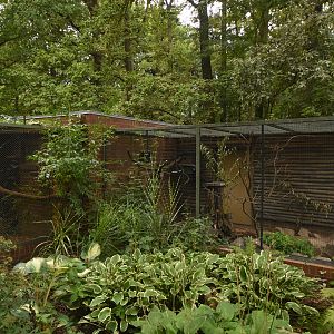 Cuban amazon & Agouti enclosure
