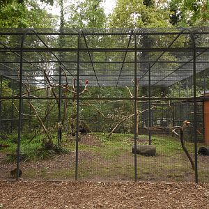 Macaw and Black-rumped agouti aviary