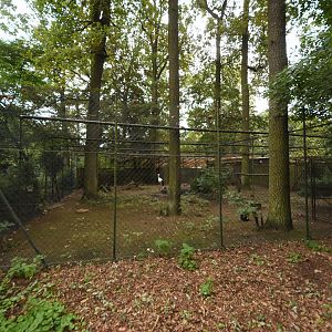Oriental white stork aviary