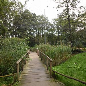 American flamingo aviary