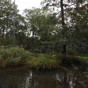 American flamingo aviary