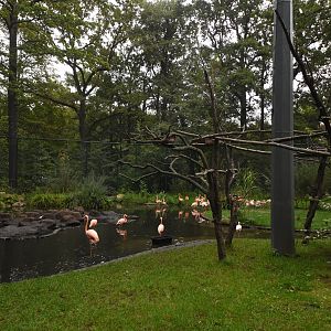 American flamingo aviary
