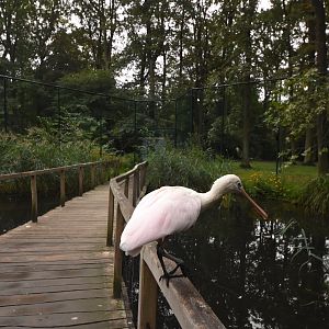American flamingo aviary