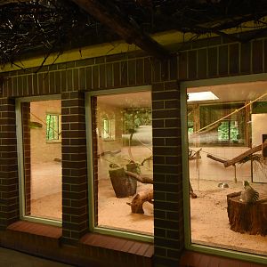 Ring-tailed lemur house