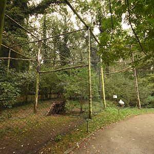 Oriental white stork aviary